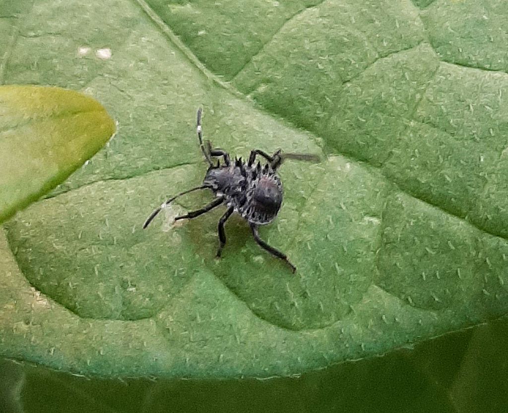 Sconosciuto da identificare.